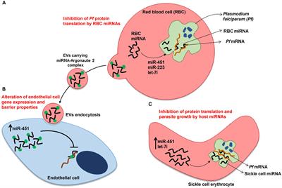 Non-coding RNAs in Host–Pathogen Interactions: Subversion of Mammalian Cell Functions by Protozoan Parasites